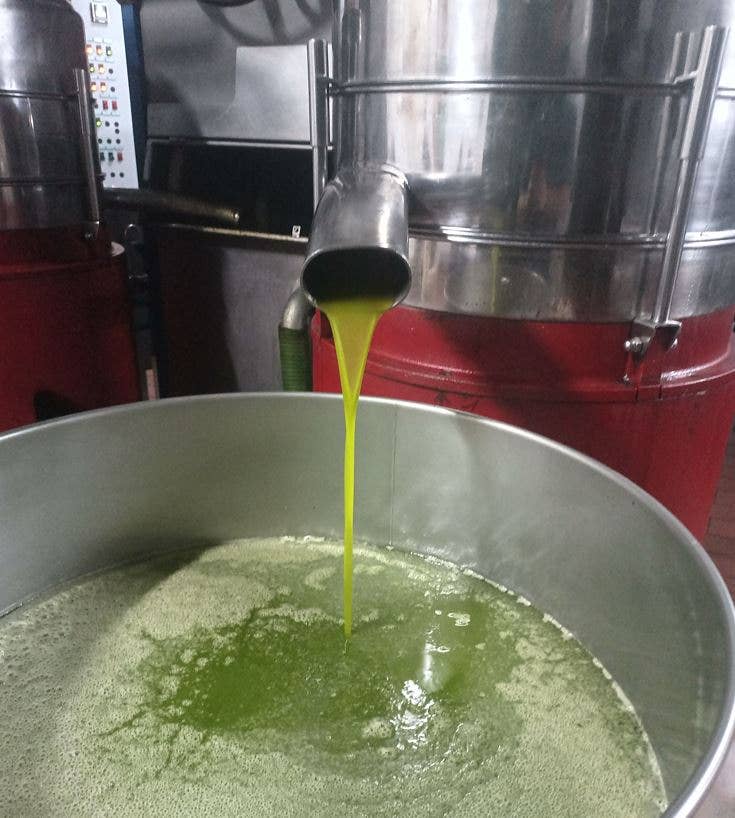 Olio Extravergine di Oliva 500ML  BIOLOGICO  (2025-2026)