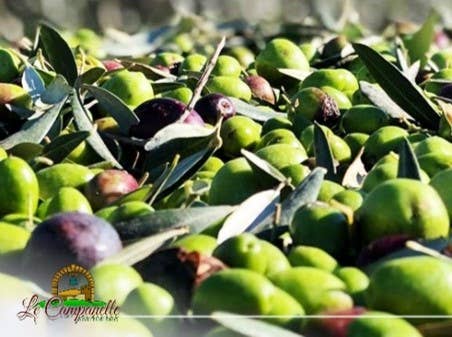Olio Extravergine di Oliva 500ML  BIOLOGICO  (2025-2026)