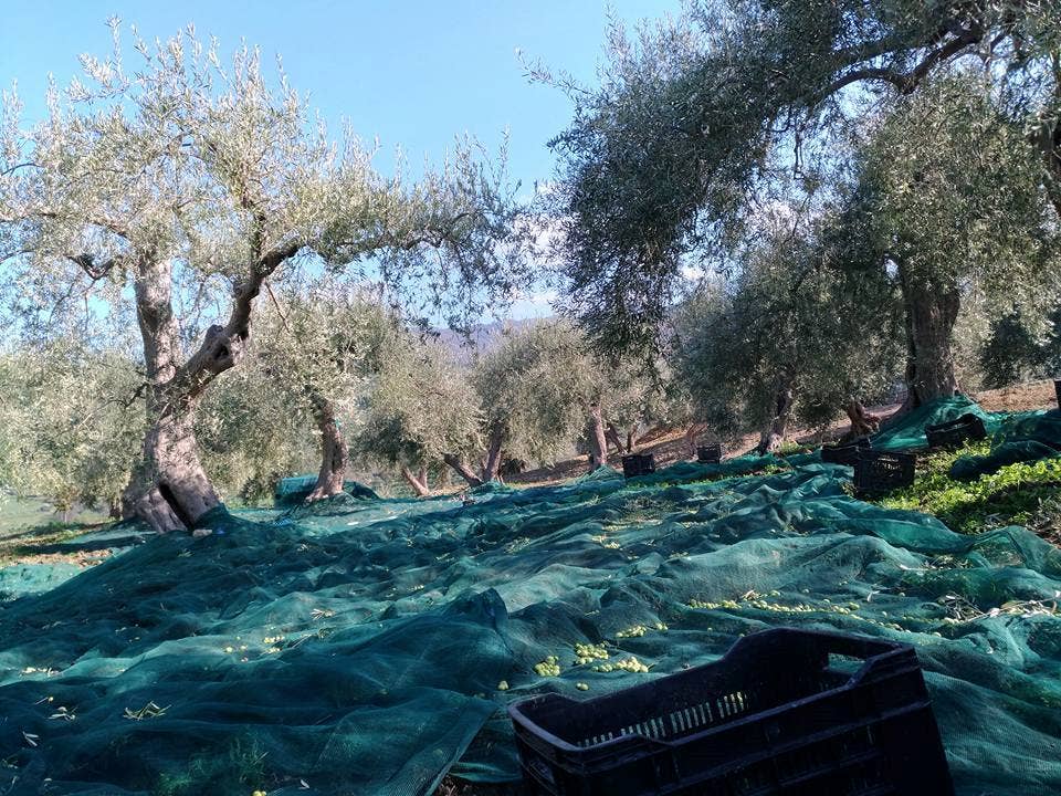 Olio Extravergine di Oliva PRODOTTO BIOLOGICO 2025-2026: M