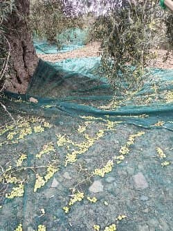 Olio Extravergine di Oliva PRODOTTO BIOLOGICO 2025-2026: L