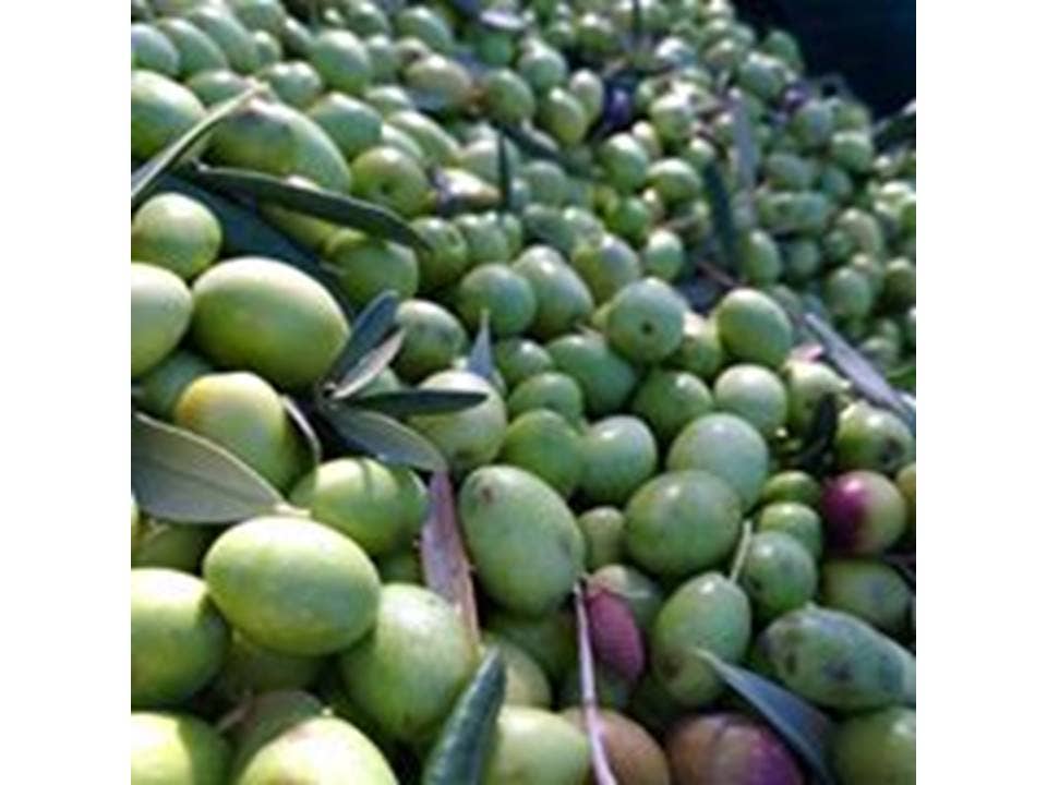 Olio Extravergine di Oliva PRODOTTO BIOLOGICO 2025-2026: M