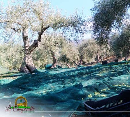Olio Extravergine di Oliva 500ML  BIOLOGICO  (2025-2026)